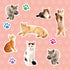Apli Kids: stickers Cats
