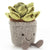 Jellycat: sciocco succulento da 16 cm Mascot