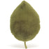 Jellycat: Woodland Beoch Leaf 41 cm kuscheleg Spillsaachen