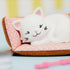 Lottie: gato persa con accesorios de pandora