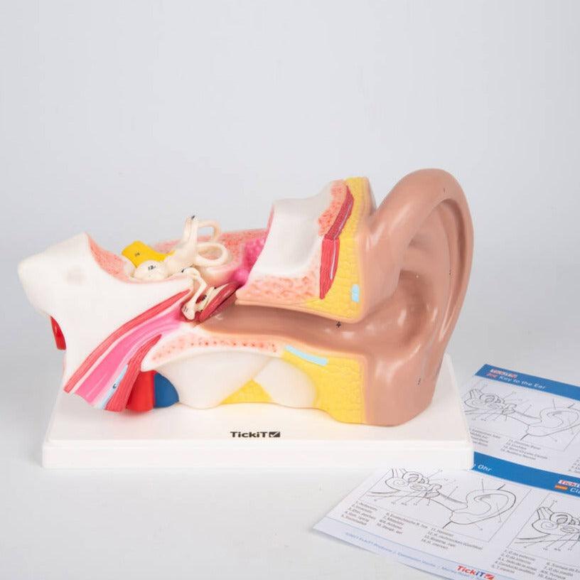 Tickit: modello anatomico dell'orecchio umano