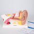 Tickit: Modèle anatomique de l'oreille humaine