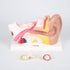 Tickit: modelo anatómico del oído humano