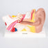 TickiT: Human Ear anatomisk model