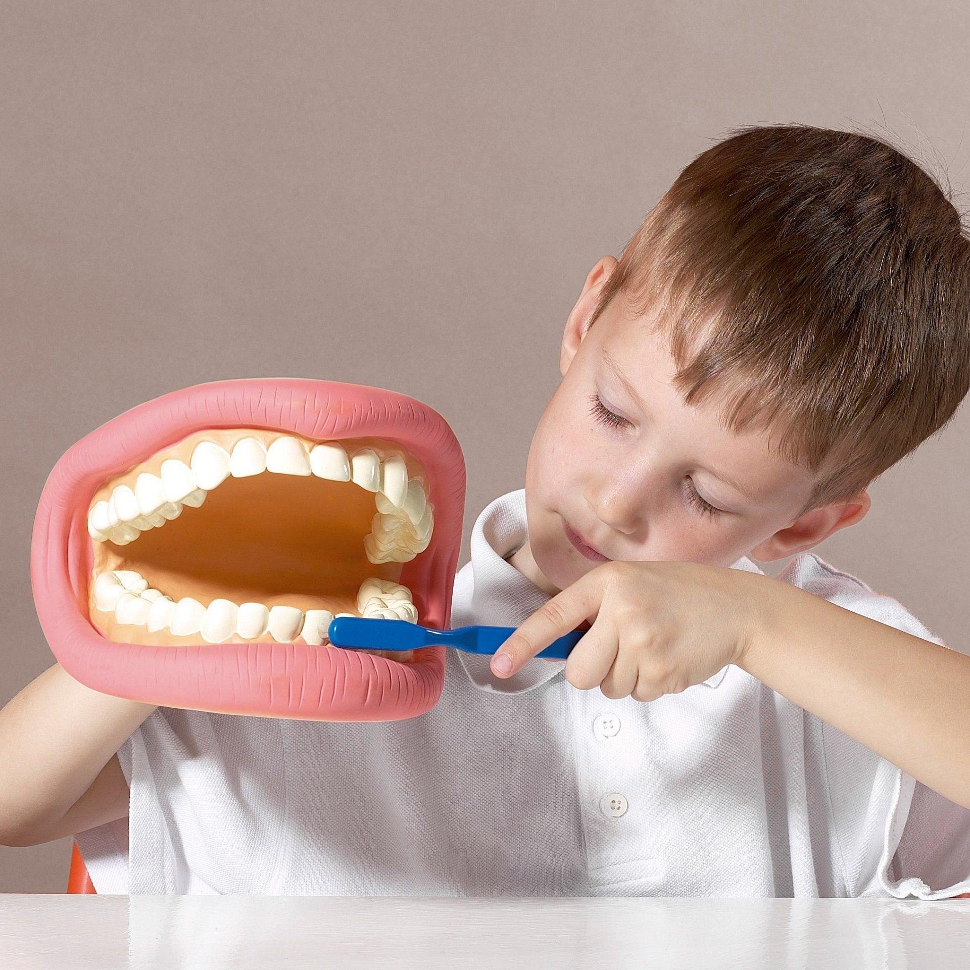 „Tickit“: milžiniškų dantų demonstravimo žandikaulio modelis
