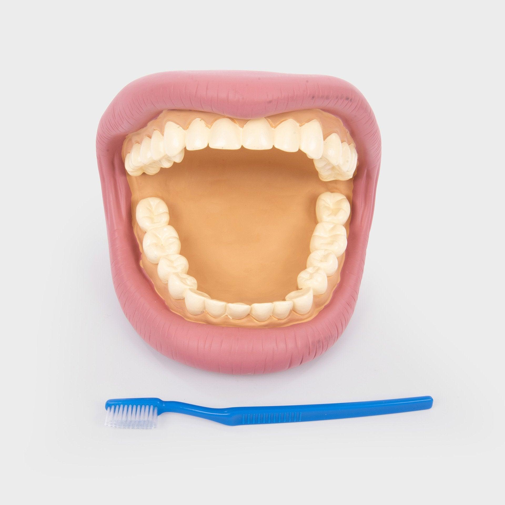 „Tickit“: milžiniškų dantų demonstravimo žandikaulio modelis