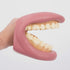Tickit: Modelo de Jaw de Demonstração de dentes Gigantes