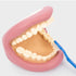 TITIT: Model čeľuste s obrovskými zubami