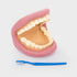 Tickit: milzu zobu demonstrācijas žokļa modelis
